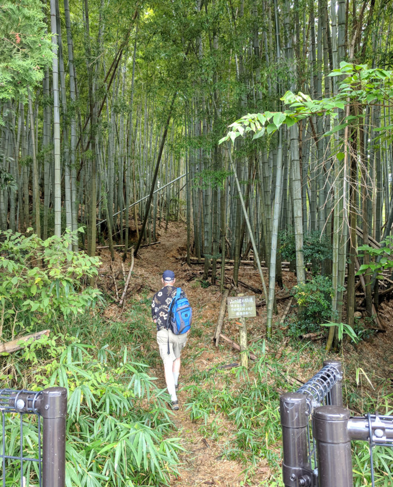 Bamboo forest on the Nara Michi trail