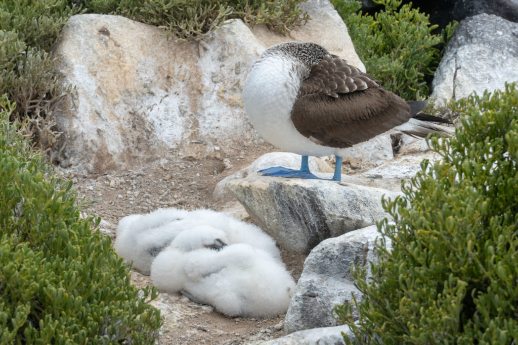 blue footed booby with chicks