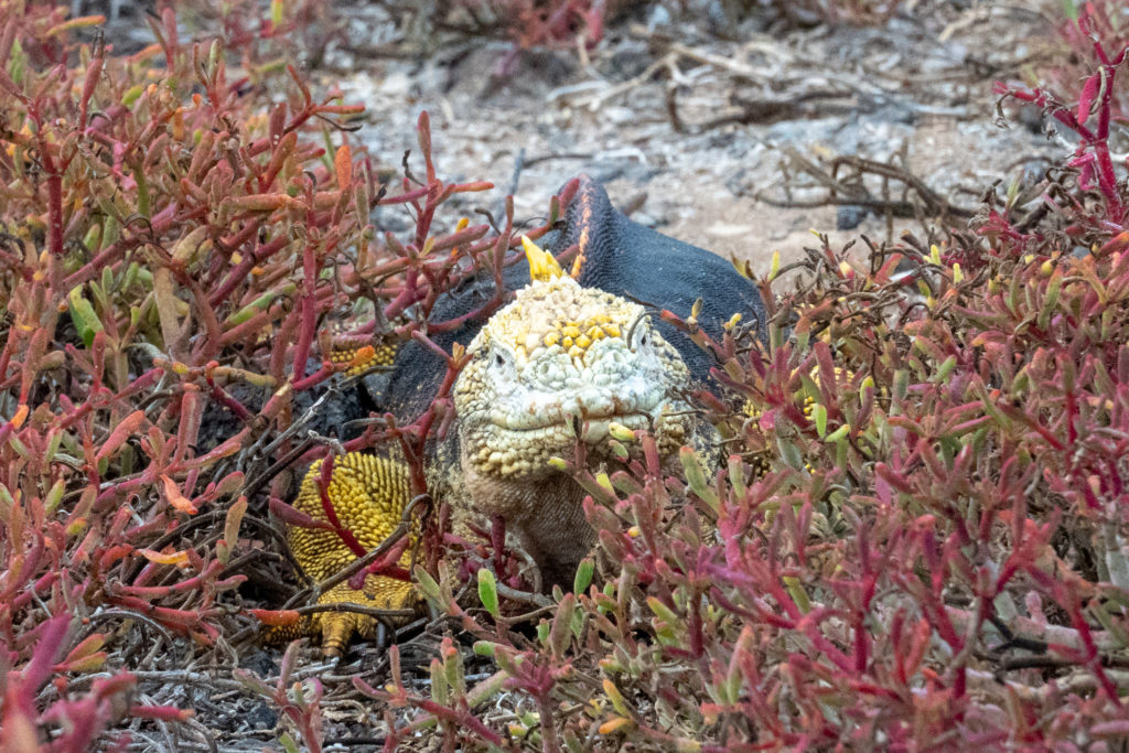 land iguana 2