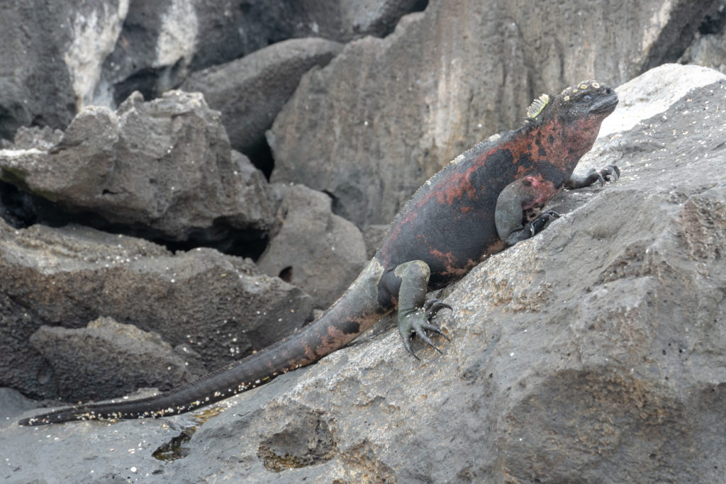 marine iguana 3