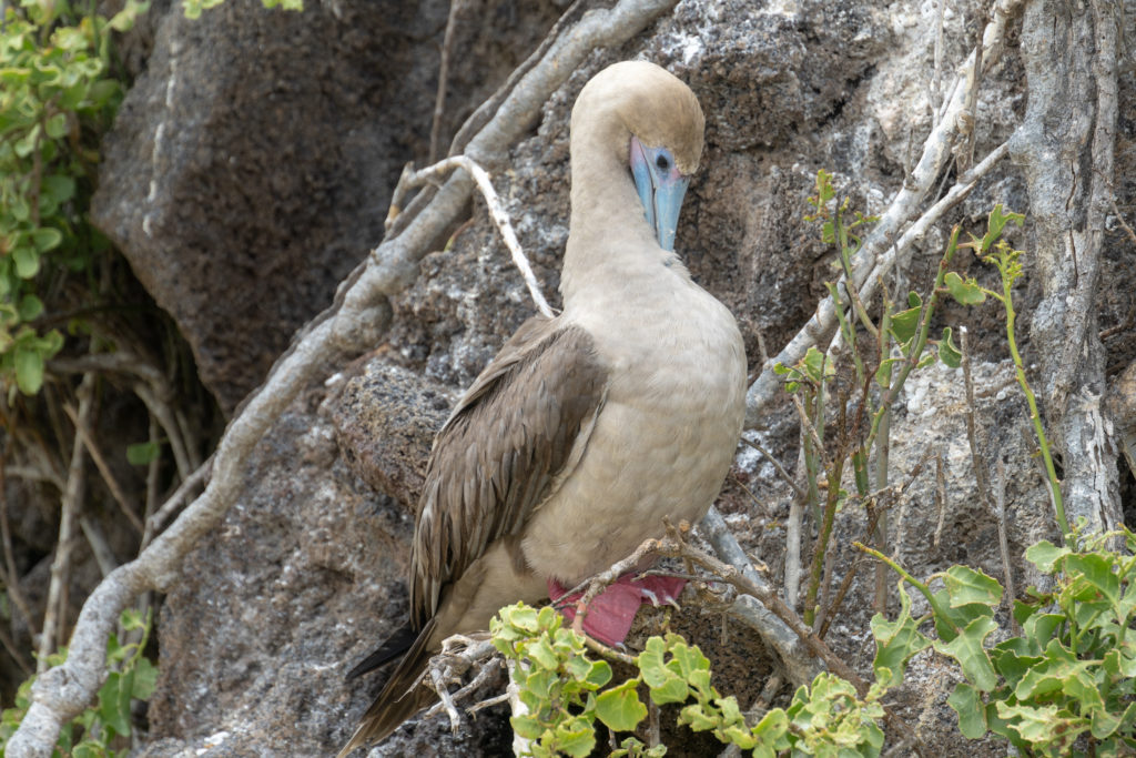 red footed booby 3