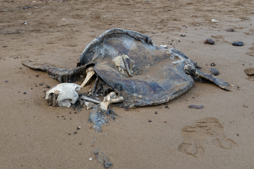 sea turtle carcass on beach
