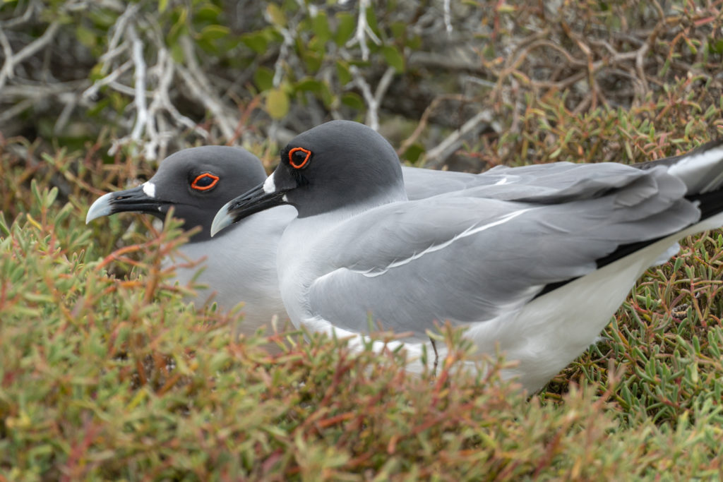 swallow tailed gull - pair