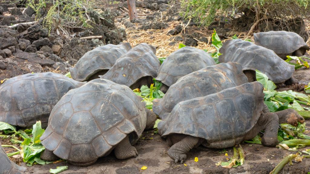 tortoises - feeding