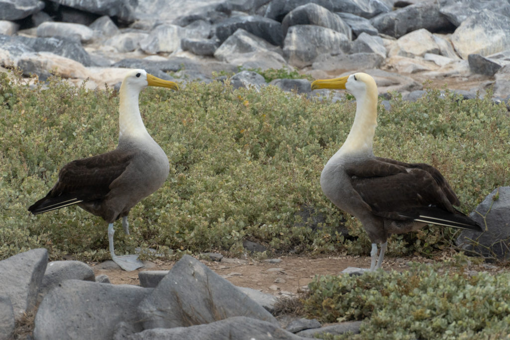 wave albatroses 1