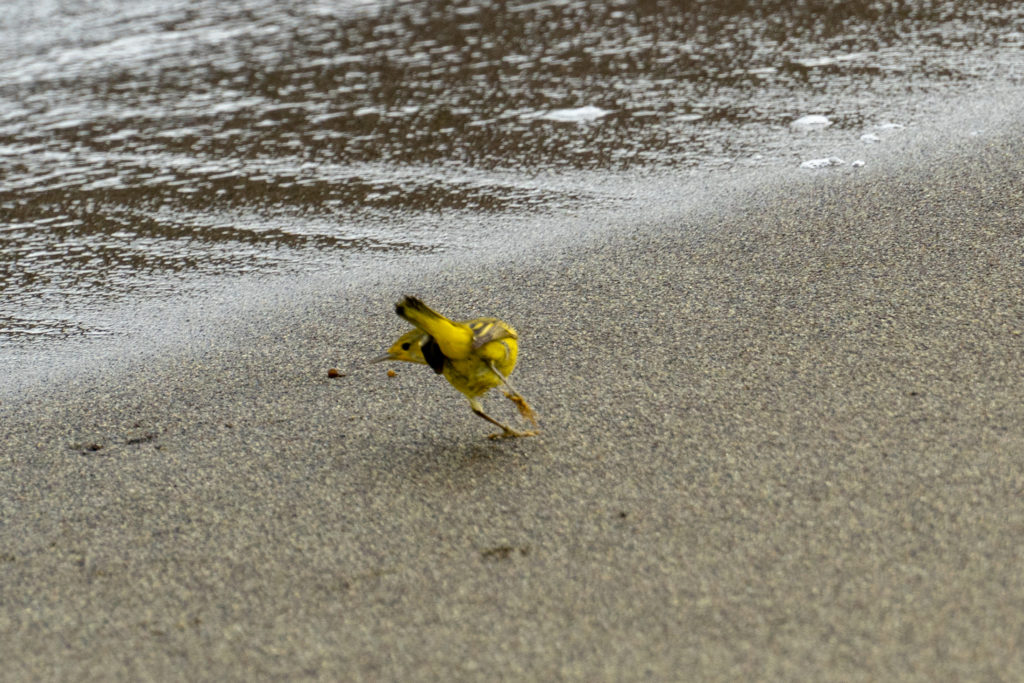 yellow warbler in surf