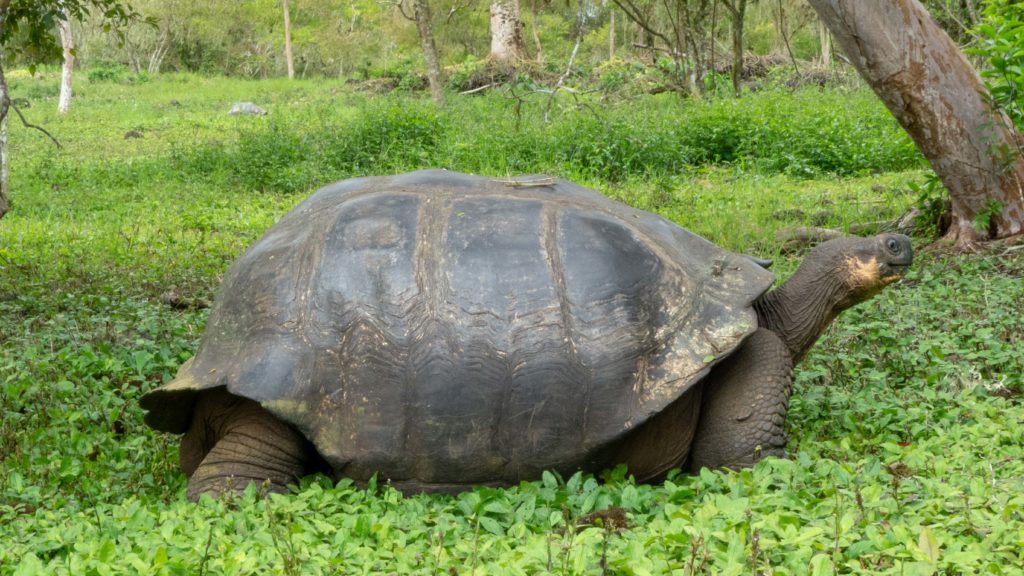 These tortoises grow to be over 600 lbs.