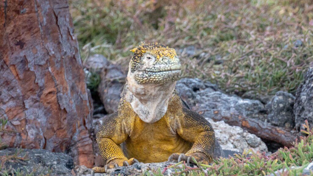 land Iguana